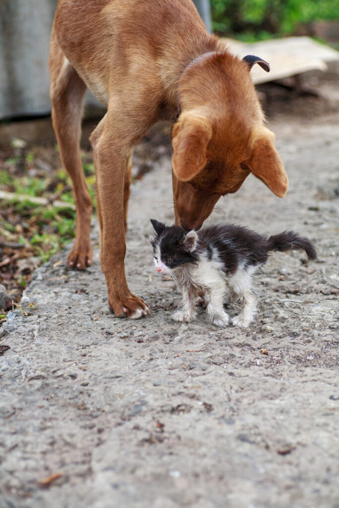 protection animale