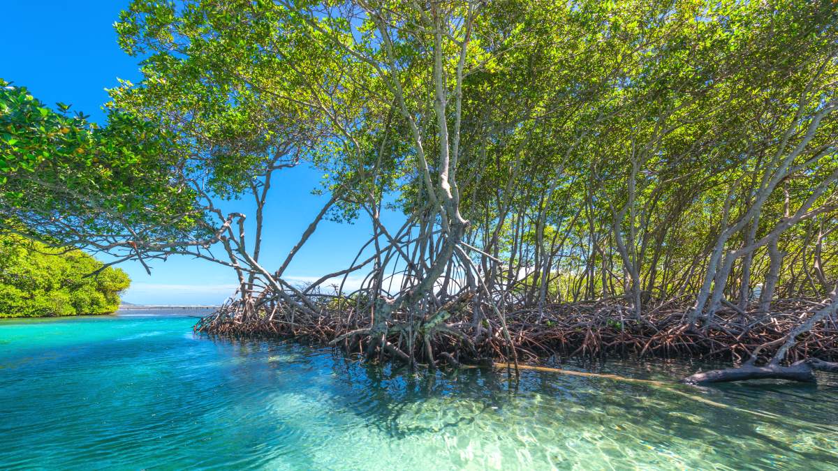 mangrove au Honduras