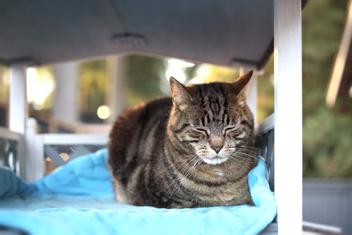 Protéger les chats - crédit photo : sophiecat via Shutterstock